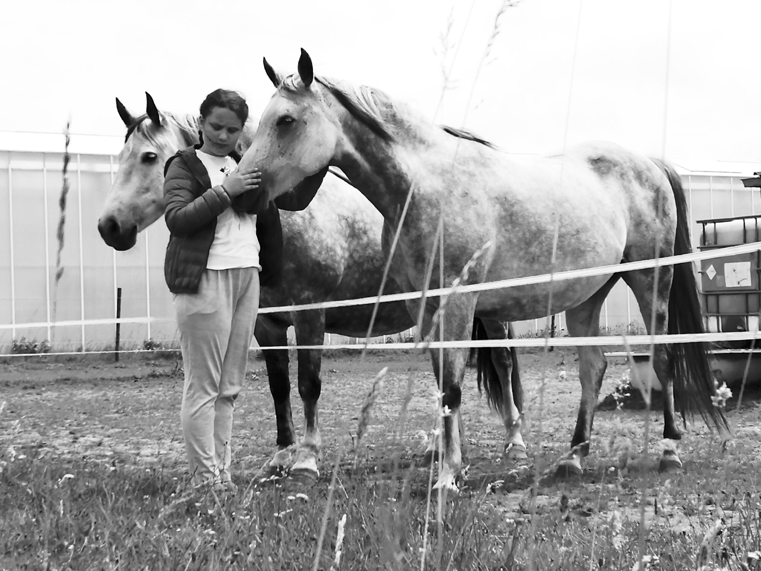 Healing sessie met Paarden - bewuste communicatie en diepgaand luisteren