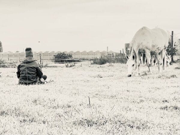 Healing Journey met Paarden