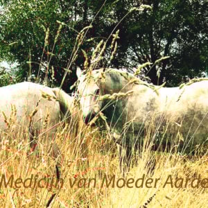 Earth Medicine Journey