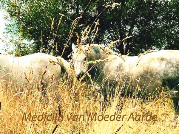Journey met Medicijn van Moeder Aarde