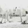 Healing met Paarden Threehorseshealing