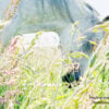 Rouwverwerking met paarden Threehorseshealing