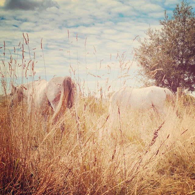 paarden en het helend veld