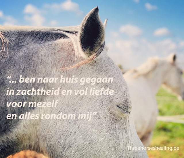 testimonial Healing sessie met Paarden - liefde