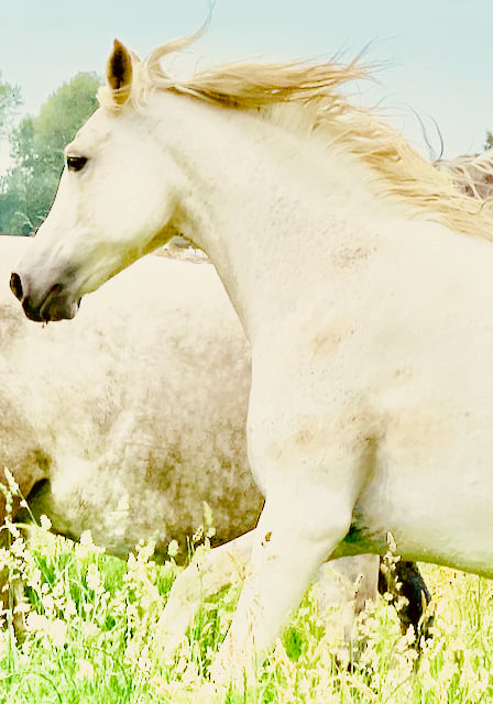 geleide meditatie temidden van de kudde, ziel van het paard