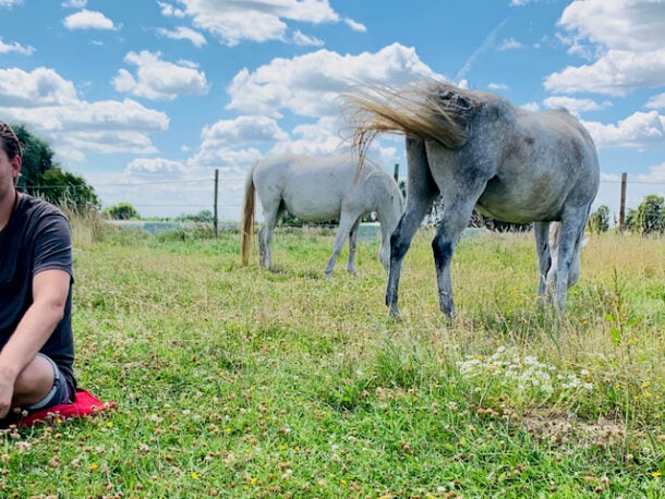 opstellingen met paarden