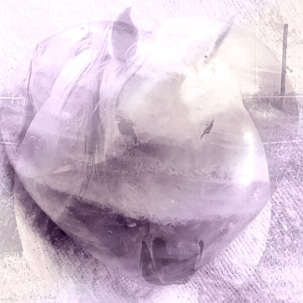 Half Day Mini Retreat: Gentle Healing Frequencies of Horses, Soul and Nature